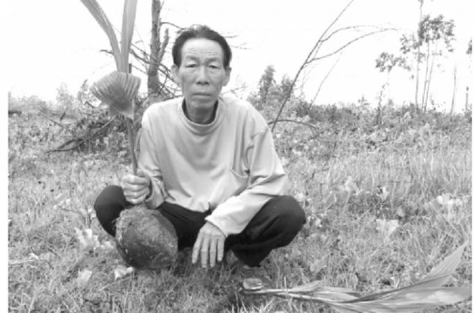 Ông Nguyễn Ngọc Sáng cầm trên tay những cây dừa non vừa bị phá.
