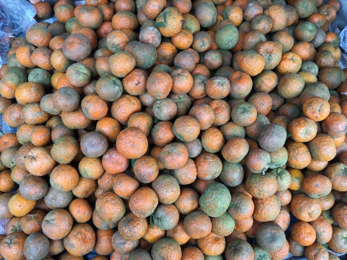 Theo chuyên gia, bảo quản cam theo truyền thống không cần dùng tới hóa chất có thể giữ cam tươi thêm 1 tháng rưỡi.