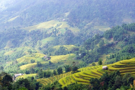 Thời gian ngắm lúa đẹp nhất là từ cuối tháng 9 đến đầu tháng 10. Ảnh: Hoàng Anh.