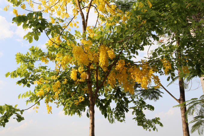 Thấy muồng hoàng yến nở là biết đang ở giữa mùa hè chói chang.