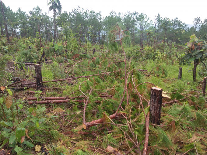Hiện trường rừng bị phá.
