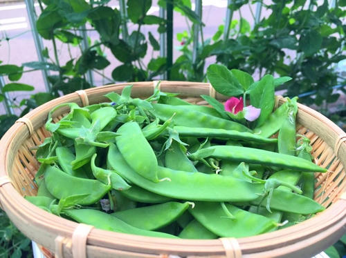 Khu vườn của những nàng dâu Việt khiến ngàn người mê và nể phục