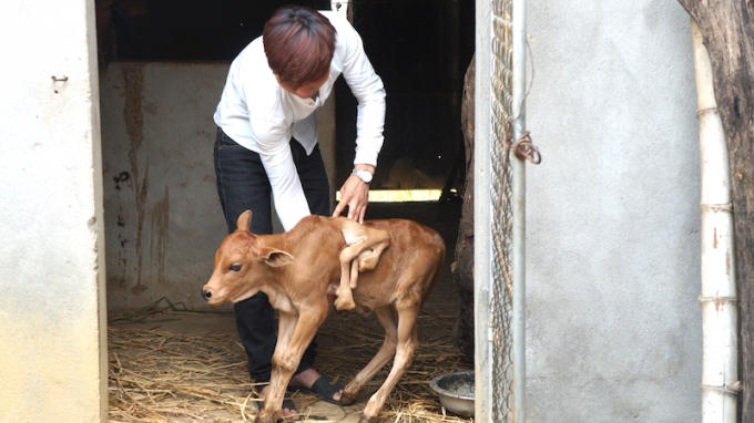 Nghệ An: H&agrave;ng trăm người k&eacute;o nhau đi xem con b&ecirc;... 7 ch&acirc;n