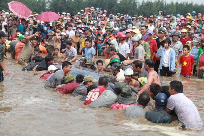 Rất đông người dân cùng nỗ lực tham gia giải cứu cá voi.