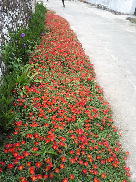 Mô hình “Trồng hoa thay cỏ dại” mà Hội phụ nữ đã triển khai, làm cho đường làng ngõ xóm xanh-sach-đẹp. Ảnh: Hue Tran