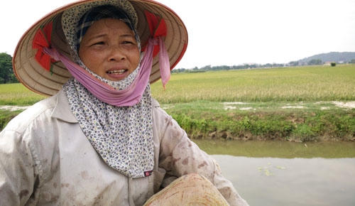 Chị Lụa thôn Phú Nhuận thở dài trên đồng lúa vì mất nhiều tháng chăm sóc nhưng không cho hạt.