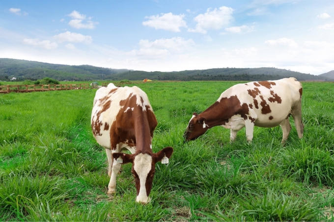 Hiện trang trại bò sữa Organic đầu tiên tại Việt Nam của Vinamilk đã hoàn thành việc đánh giá chuẩn Organic Châu Âu cho đồng cỏ, trang trại bò sữa.