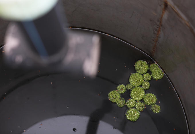 Nước mưa đọng bên trong các bể chứa, bể lọc và hệ thống ống dẫn.