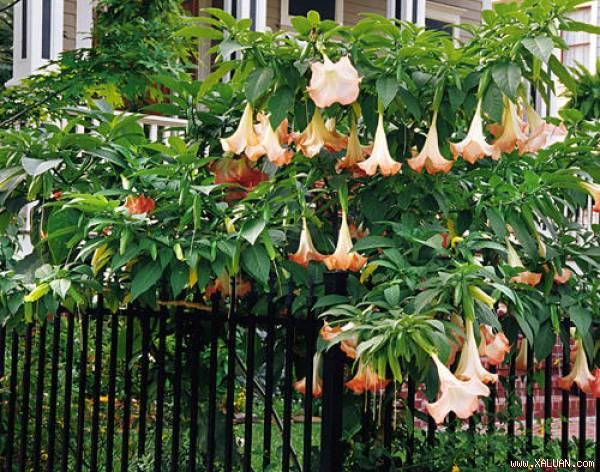 Cây hoa chuông còn có tên gọi khác là hoa loa kèn và các bộ phận của cây hoa chuông đều chứa độc tố cực mạnh.