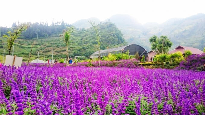 Một màu tím bao phủ cánh đồng...