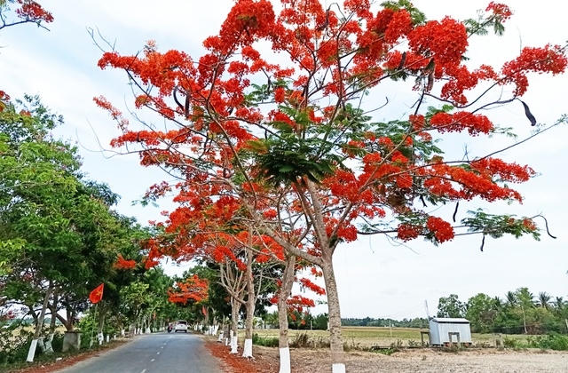 Tháng 5, phượng vĩ rực nở bên đường về Đền thờ Bác Hồ