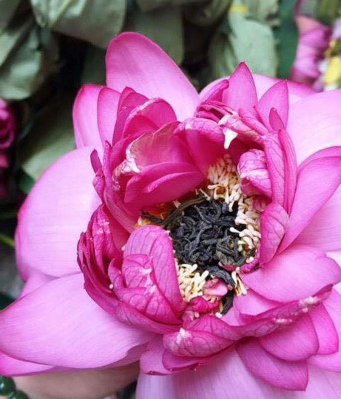  Chỉ có giống sen Hồ Tây 100 cánh dùng để ướp trà mới cho ra được những ly trà thơm ngon