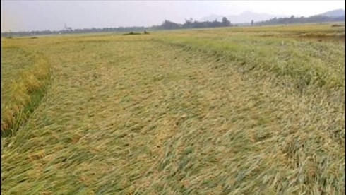 Nhiều hecta lúa ở Hương Sơn đang độ thu hoạch bị đổ rạp.