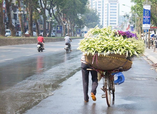 Trên các con đường, hoa kèn như đang gọi những tia nắng về, báo hiệu một mùa hạ sắp đến.