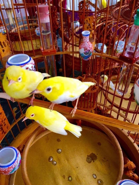 Chi&ecirc;m ngưỡng tổ ho&agrave;ng khuy&ecirc;n 'độc' nhất Việt Nam, nửa tỷ kh&ocirc;ng b&aacute;n