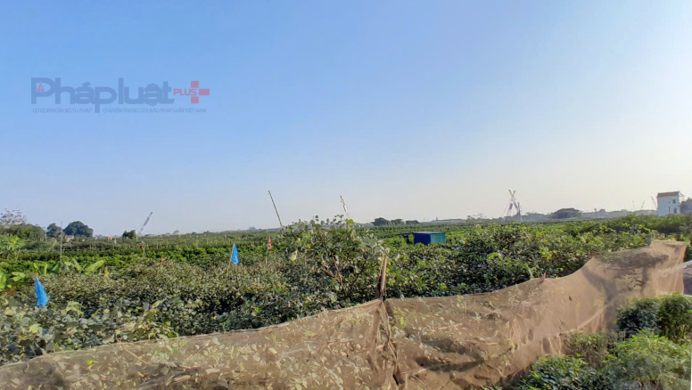 Nơi dự án chạy qua là khu vực ngoài bãi sông Hồng, chủ yếu là hoa màu người dân, không có nhà cửa, công trình kiên cố nên việc có mặt bằng sạch để thực hiện dự án gặp nhiều thuận lợi.