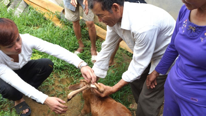 Một số người bắt con b&ecirc; lại xem 3 ch&acirc;n phụ mọc tr&ecirc;n lưng h&ocirc;ng.