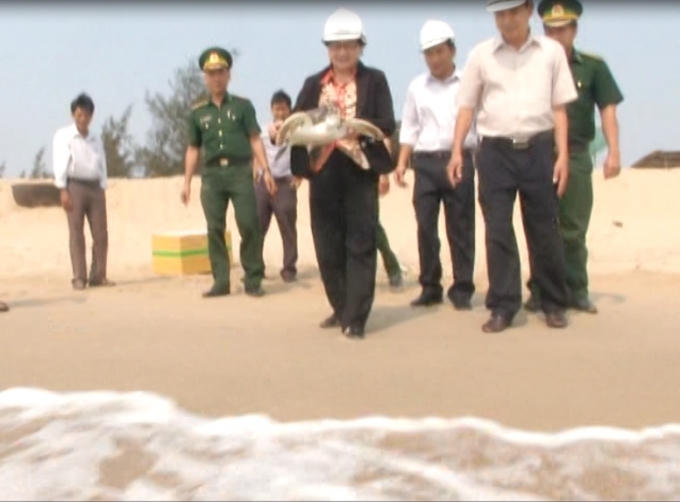 Thả cá thể rùa về biển sáng 7/4.