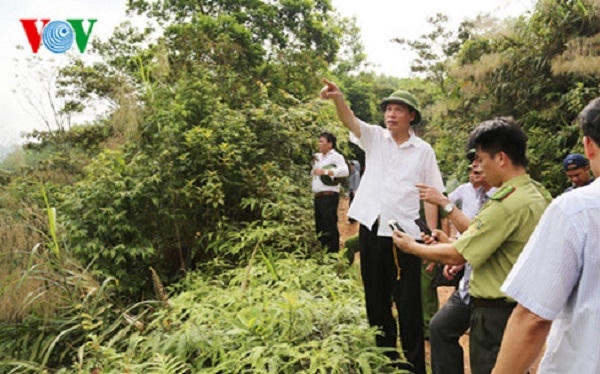Chủ tịch UBND tỉnh Quảng Ninh trực tiếp kiểm tra hiện trường vụ chặt phá rừng tại huyện Hoành Bồ.
