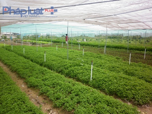 Người dân tại đây cho biết, việc che lưới như vậy để tránh nắng, nếu có mưa to thì rau không bị nát.