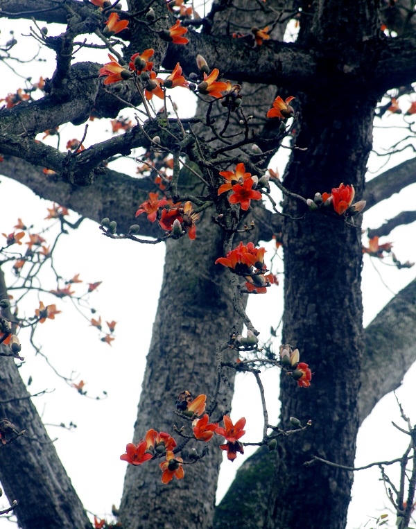 Hoa gạo gắn liền với thôn quê và cũng là hình ảnh đặc trưng của miền quê Bắc Bộ.