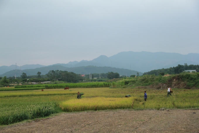 Với phương châm “xanh nhà hơn già đồng”, các địa phương trên địa bàn tỉnh Quảng Ninh đã nhanh chóng hoàn tất công tác thu hoạch.