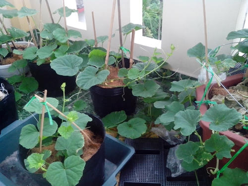 &nbsp;Do kh&ocirc;ng c&oacute; đất vườn, anh Ngọc phải tận dụng khoảnh s&acirc;n thượng đặt chậu trồng dưa l&ecirc;.