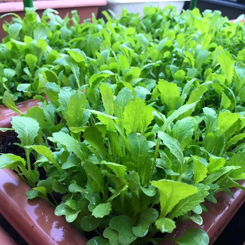 Khu vườn của những nàng dâu Việt khiến ngàn người mê và nể phục