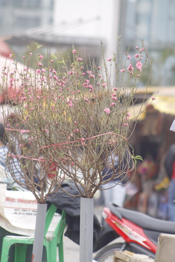 Đào Nhật Tân bung hoa xuống phố đón tết Đinh Dậu 2017