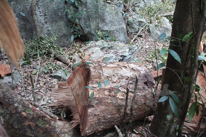 (Ảnh: H.V/Vietnam+)