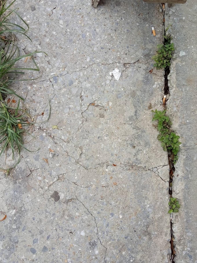 Nhiều đoạn nứt cỏ đã mọc lên.