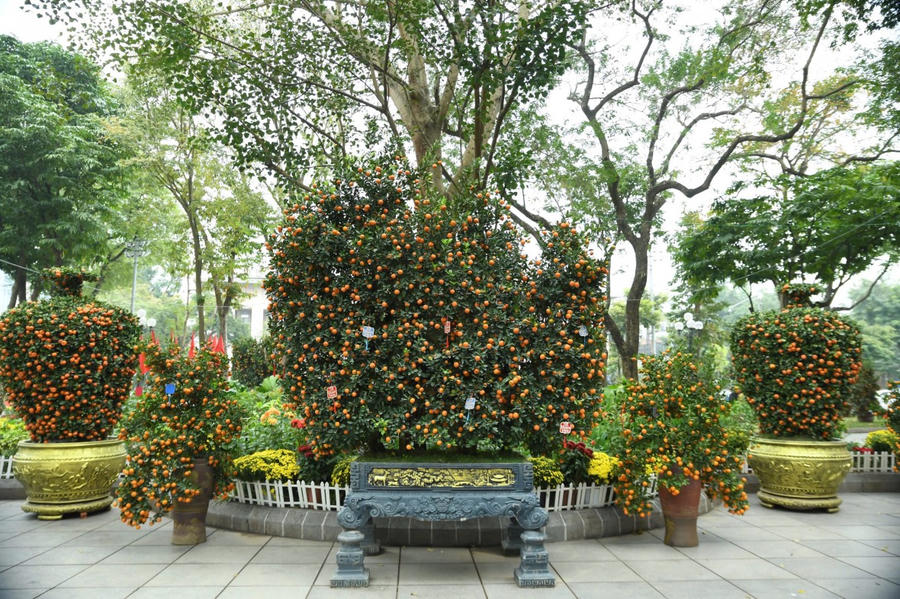 Những chậu quất với đang đẹp độc đáo