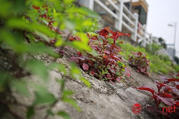 Những cây rau các loại được trồng từ những ô đất nhỏ xung quanh hồ, mỗi ô có thể trồng được một loại rau khác nhau.