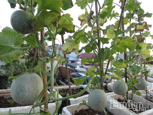 Những trái dưa lưới căng tròn.