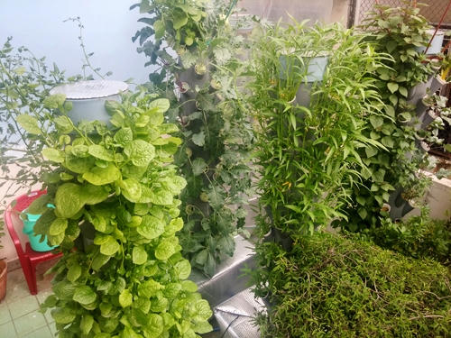 Sau đó, cây được cho vào các hốc, phát triển không cần sự chăm sóc vì có hệ thống khí canh tự chạy hoàn toàn. Anh Sơn lắp thêm phao tự động để bù lại lượng nước hao hụt. Nhờ vậy, anh không cần lo tưới nước, cải tạo đất, bón phân, nhổ cỏ...