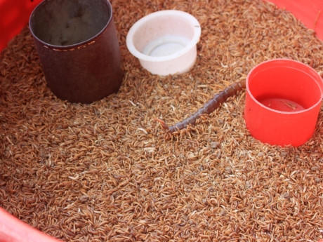 Sâu gạo là loại đắt hàng nhất trong số các loại côn trùng tại khu này. Mỗi lon sâu non cũng chỉ 5.000 đồng.