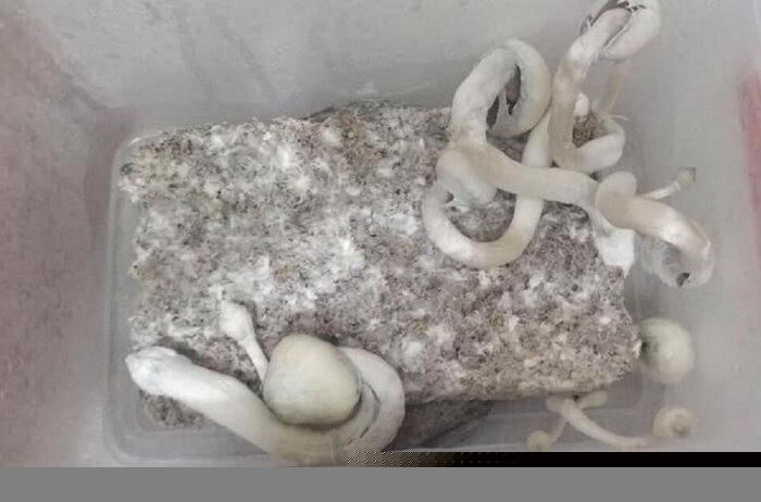 Cây nấm thức thần. Ảnh: CACC