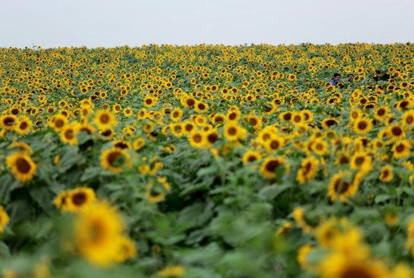 Vào dịp tháng 12 hàng năm, cánh đồng hoa hướng dương bạt ngàn nở rộ với màu vàng rực rỡ, thu hút rất nhiều khách tham quan. Ảnh: Tuấn Đào.