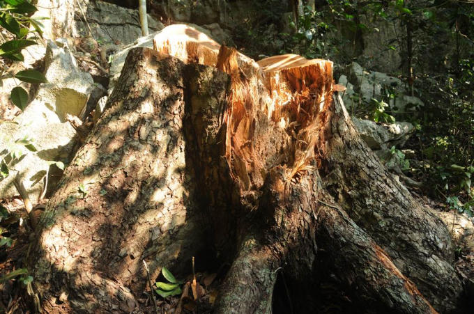 hình ảnh cây gỗ nghiến mới bị các đối tượng đốn hạ trong Vườn Quốc gia Ba Bể.