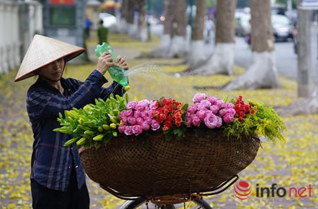 Chỉ cần sau mỗi cơn mưa rào đầu hè, đường phố Hà Nội lại như được khoác lên mình một bộ áo mới màu vàng rực.