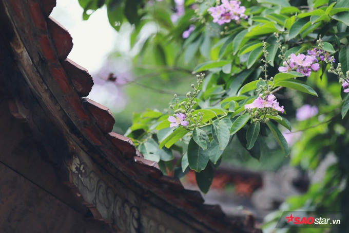 Sắc hoa mang nét hoài cổ khi phủ lên những căn biệt thự cổ, nhà mái ngói hoặc nóc đình chùa…