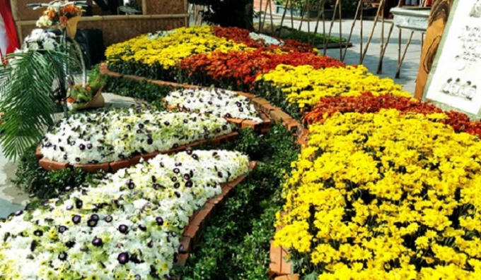 Hơn 100 loài hoa Cúc đua sắc trong lễ hội “Hoa Cúc Vàng” Tết Trùng Dương