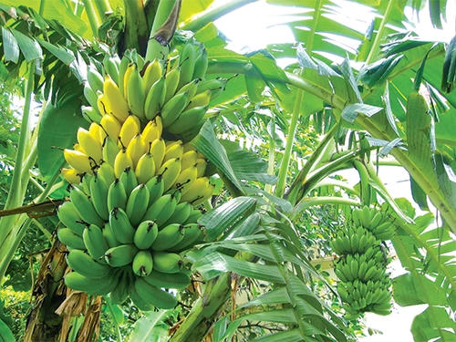 Người nào không nên ăn chuối tiêu, sinh tố trái cây?