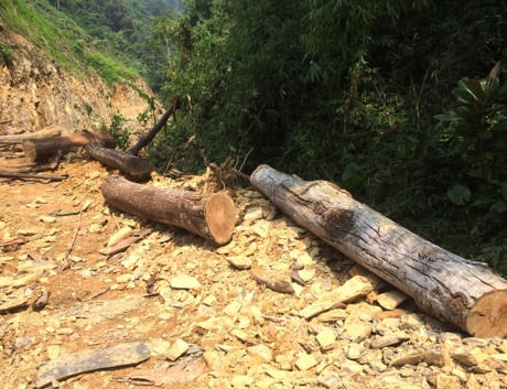 Lợi dụng cải tạo rừng ngh&egrave;o kiệt để khai th&aacute;c gỗ lớn, c&oacute; hay kh&ocirc;ng?!