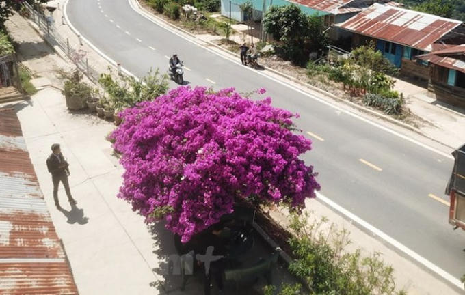 Trải qua nhiều năm, cây hoa tạo tán rộng khoảng 5m, gốc cây có đường kính khoảng 60cm.
