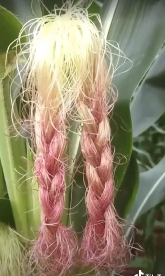 Kiểu tóc của những cô thôn nữ hiền lành chân chất