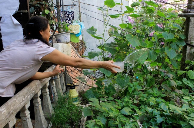 Theo bà Sơn chia sẻ, cứ ngọn cây dài khoảng 20 cm thì cắt bỏ vào tủ lạnh ăn dần để xây ra chồi mới, nhanh được thu hoạch.