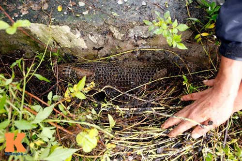 Đặt bẫy sát tường hay chỗ bụi rậm. Ảnh Báo Khoa học và Phát triển.