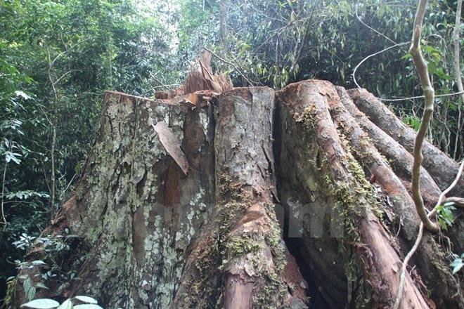 C&acirc;y nghiến cổ thụ bị l&acirc;m tặc đốn hạ chỉ c&ograve;n lại phần gốc. (Ảnh: H.V/Vietnam+)