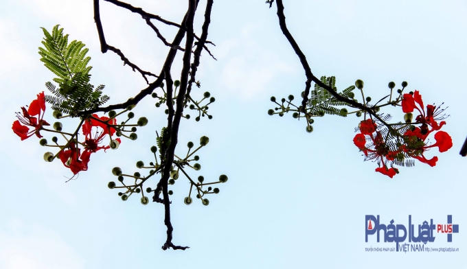 Hoa phượng vĩ có 4 cánh tỏa rộng màu đỏ tươi hay đỏ hơi cam.